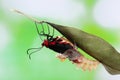 Butterfly change form chrysalis Royalty Free Stock Photo