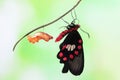 Butterfly change form chrysalis