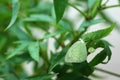 Butterfly change form chrysalis Royalty Free Stock Photo