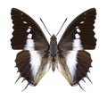 Butterfly Charaxes brutus