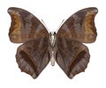 Butterfly Charaxes laodice underside Royalty Free Stock Photo