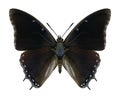 Butterfly Charaxes virilis Royalty Free Stock Photo