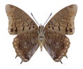 Butterfly Charaxes virilis underside Royalty Free Stock Photo