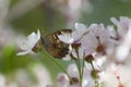 Butterfly on cherry flower Royalty Free Stock Photo