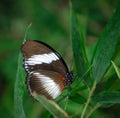 Butterfly rainforest closeup summer