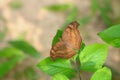 Butterfly (chocolate pansy/ junonia iphita) Royalty Free Stock Photo