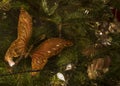 Butterfly Christmas tree ornament Royalty Free Stock Photo