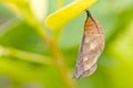 Butterfly chrysalis Royalty Free Stock Photo