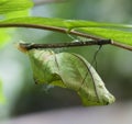 Butterfly chrysalis Royalty Free Stock Photo