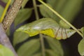 Butterfly chrysalis Royalty Free Stock Photo