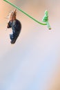 Butterfly chrysalis hanging on tendril