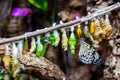 Butterfly chrysalis hanging on the tree branch. Insect lifecycle, larva metamorphosis and cocoon transformation.