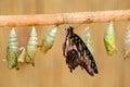 Butterfly chrysalis, insect beahaviour. Butterfly Tailed jay, Graphium agamemnon, birth - first minute of life. Nature habitat