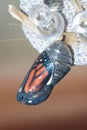 Monarch Chrysalis