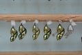 Butterfly Chrysalis Pupas