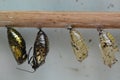 Butterfly Chrysalis Pupas