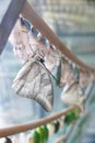 Butterfly and chrysalises Royalty Free Stock Photo