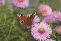 Butterfly on chrysanthemum flowers in the garden Royalty Free Stock Photo