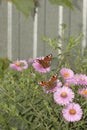 Butterfly on chrysanthemum flowers in the garden Royalty Free Stock Photo