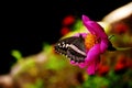 Butterfly cider on a flower