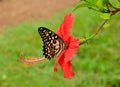 The butterfly and cinese rose flower