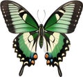Colorful and elegant butterfly image. AI-Generated. Royalty Free Stock Photo