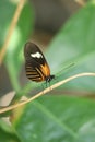 Butterfly in close detail resting on twig