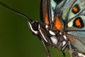 Butterfly close-up