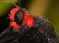 Butterfly, close up