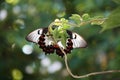 Butterfly close up