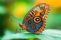 Butterfly close-up on green leaf with blurred background Royalty Free Stock Photo