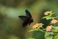 Butterfly close-up in Hong Kong