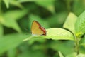 Butterfly close-up in Hong Kong