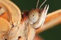 Butterfly close up insect macro photography