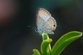 Butterfly,Close up of Prosotas Nora butterfly. Royalty Free Stock Photo