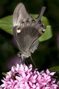 Butterfly closeup. Royalty Free Stock Photo