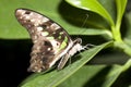 Butterfly closeup.