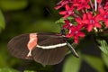 Butterfly closeup. Royalty Free Stock Photo