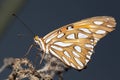 Butterfly closeup. Royalty Free Stock Photo