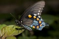 Butterfly closeup. Royalty Free Stock Photo