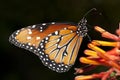 Butterfly closeup. Royalty Free Stock Photo