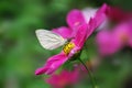 Butterfly closeup Royalty Free Stock Photo