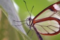 Butterfly closeup