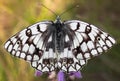 Butterfly closeup Royalty Free Stock Photo