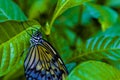 Butterfly closeup on bright green leaves.