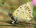 Butterfly Royalty Free Stock Photo