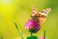 Butterfly closeup on flower - Vanessa cardui