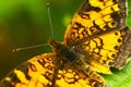 Butterfly Closeup Royalty Free Stock Photo