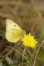 Butterfly Clouded yellow