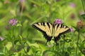 Butterfly on Clover Bloom